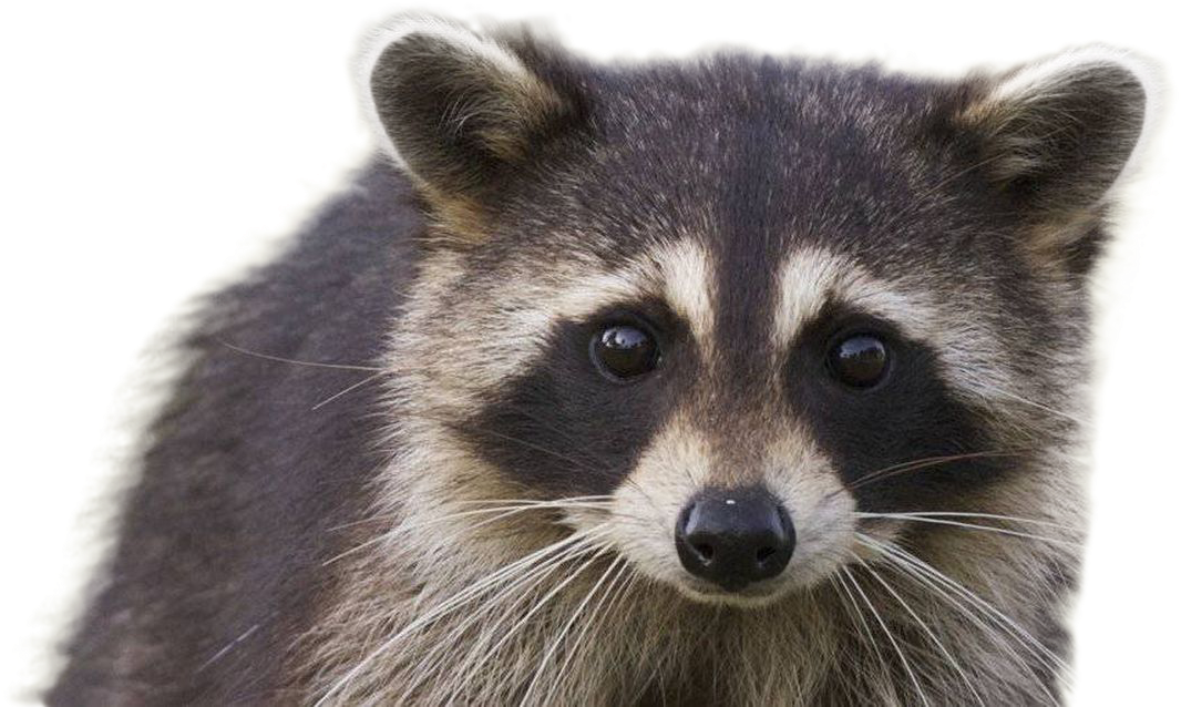 Raccoon PNG HD Quality