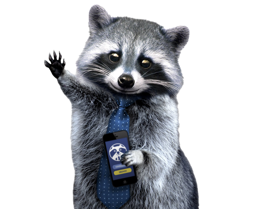 Raccoon PNG Images HD