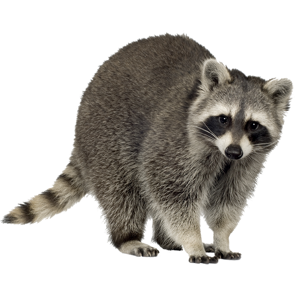 Raccoon PNG Pic Background