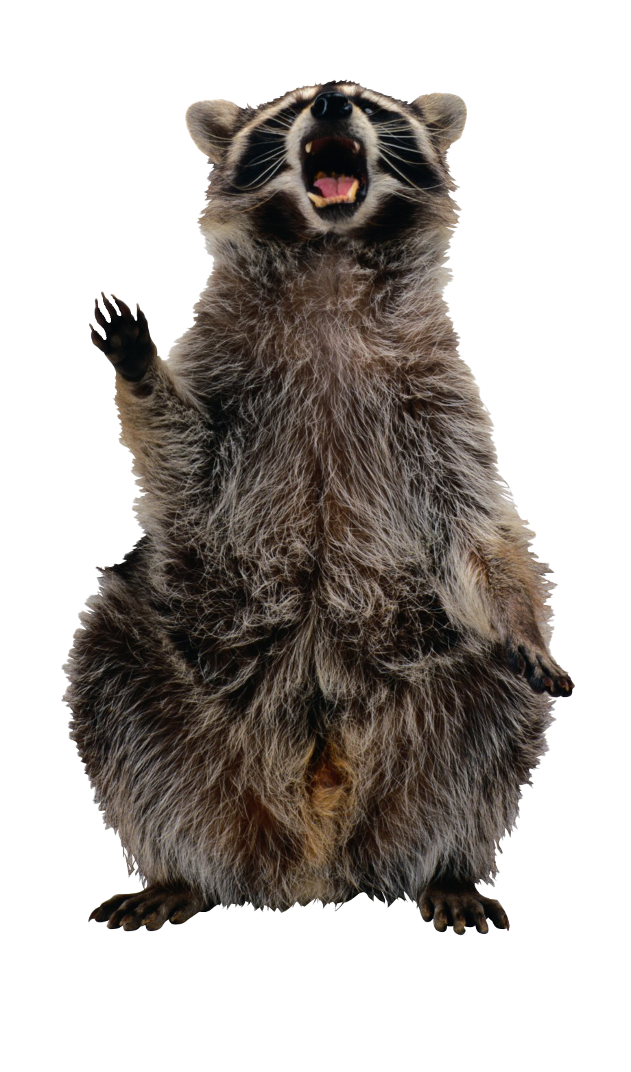 Raccoon Transparent File