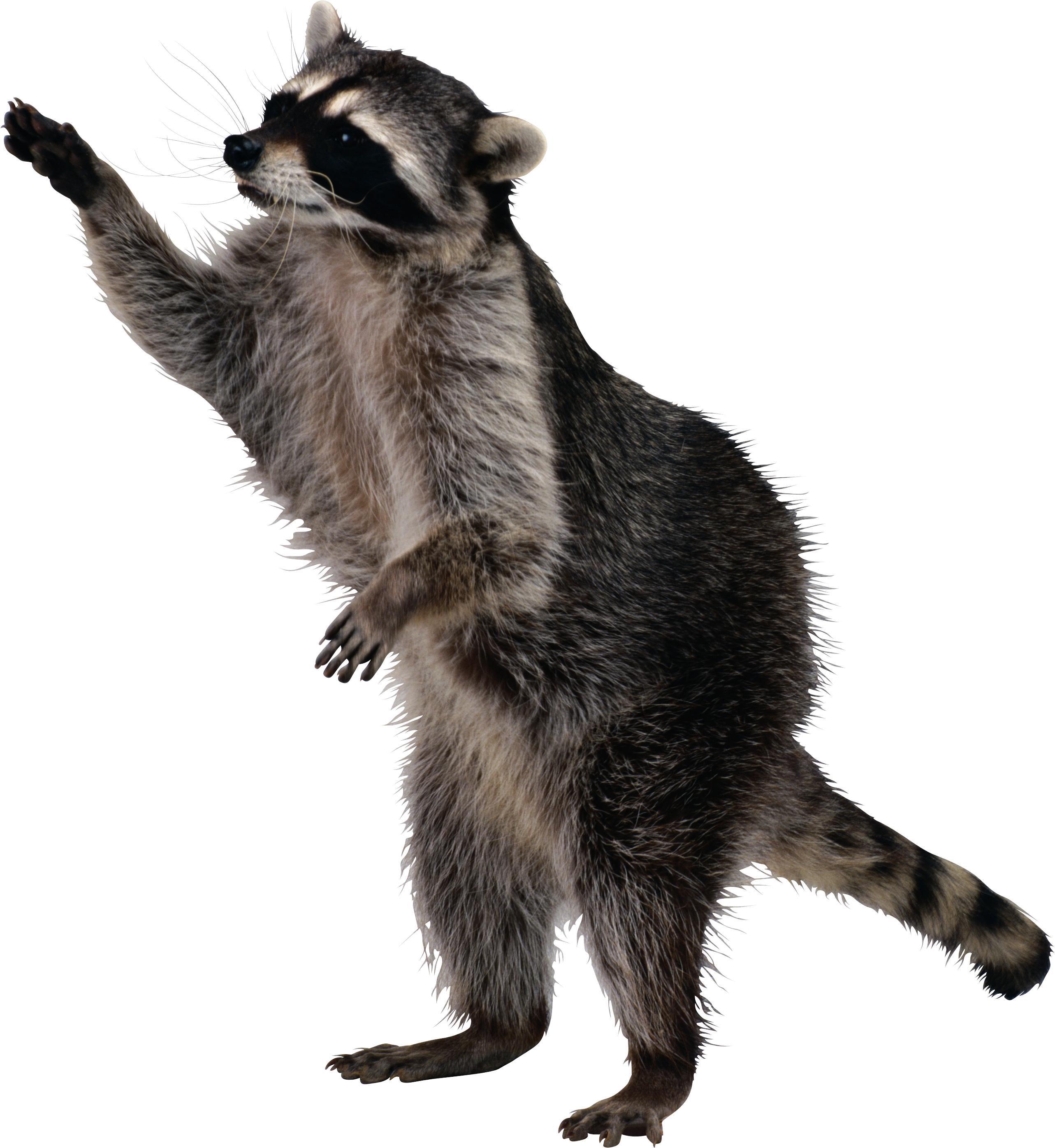 Raccoon Transparent Images