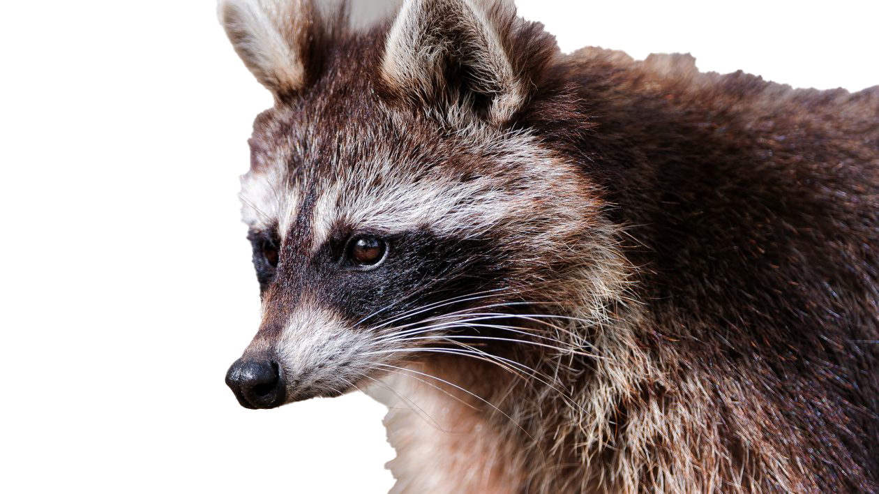 Raccoon Transparent PNG