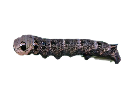 Real Caterpillar Download Free PNG
