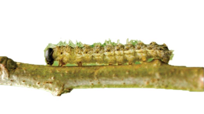 Real Caterpillar Free PNG