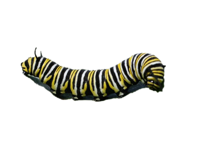 Real Caterpillar Transparent Background