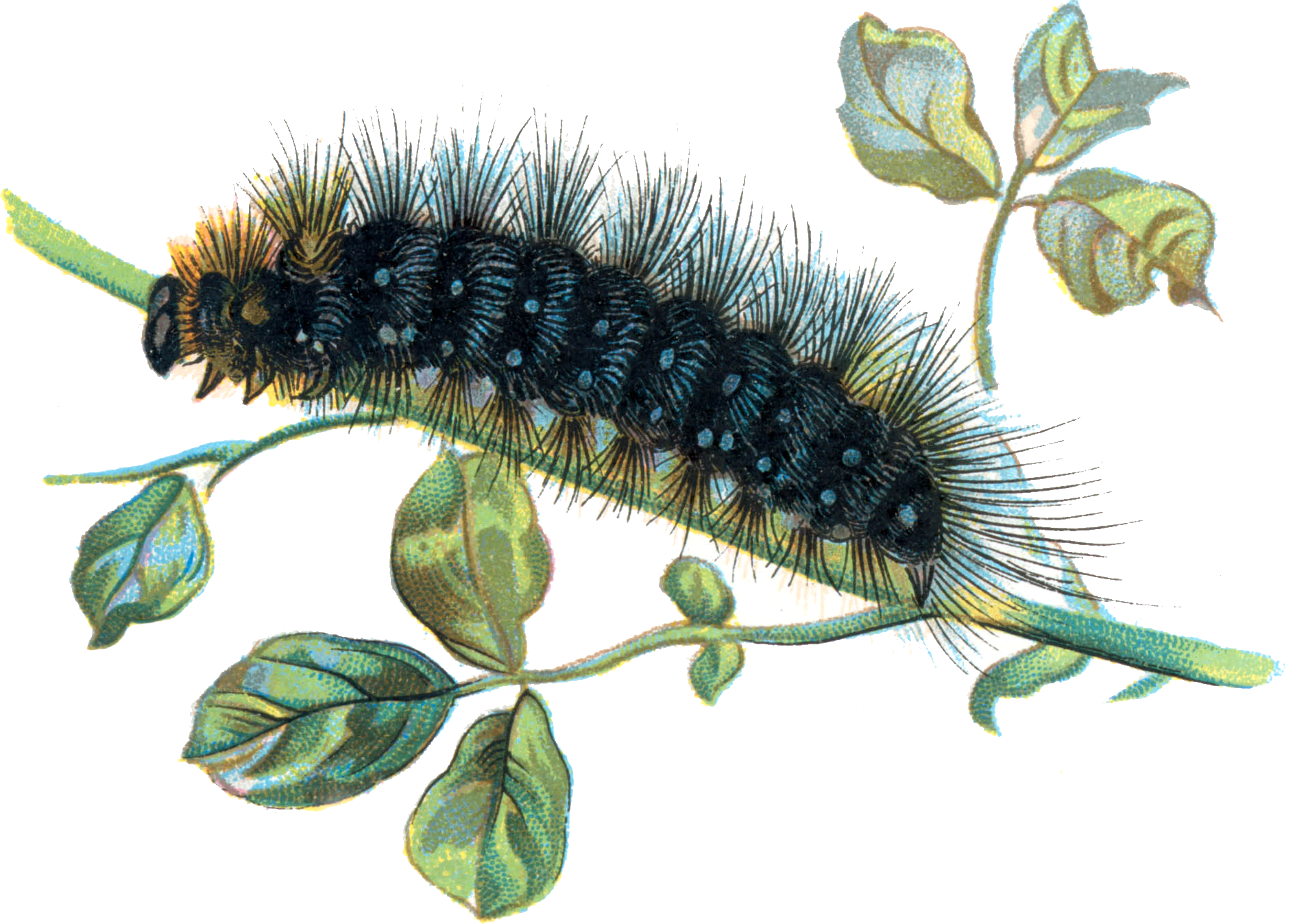 Real Caterpillar Transparent File