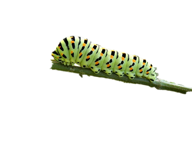 Real Caterpillar Transparent Image