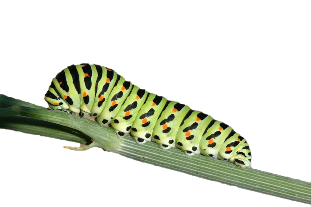 Real Caterpillar Transparent PNG