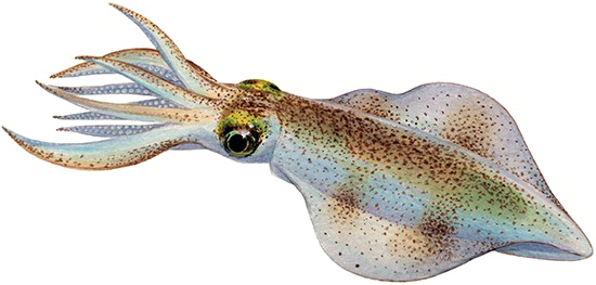 Real Squid Imagen PNG de fondo