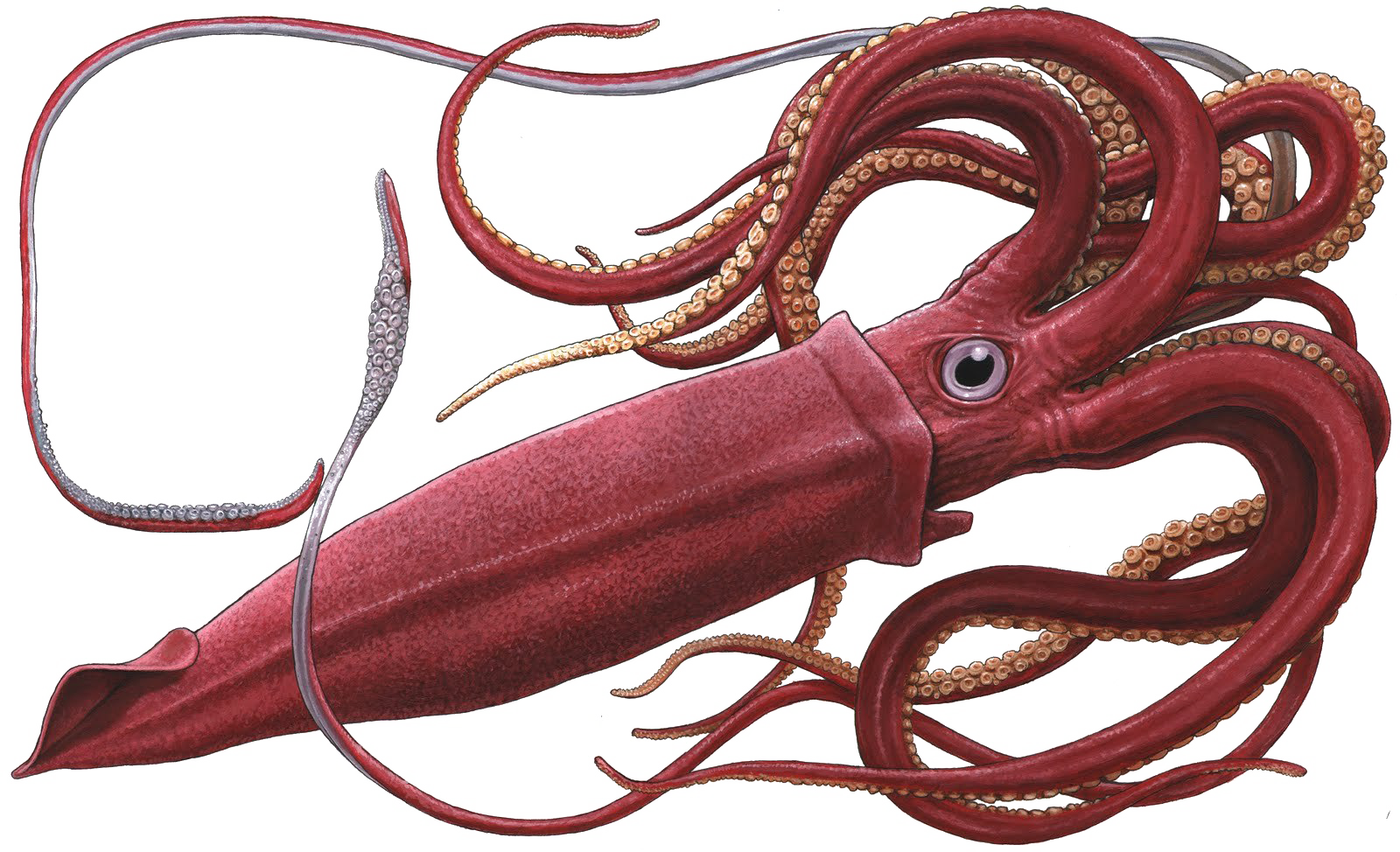 Real Squid transparan PNG gratis