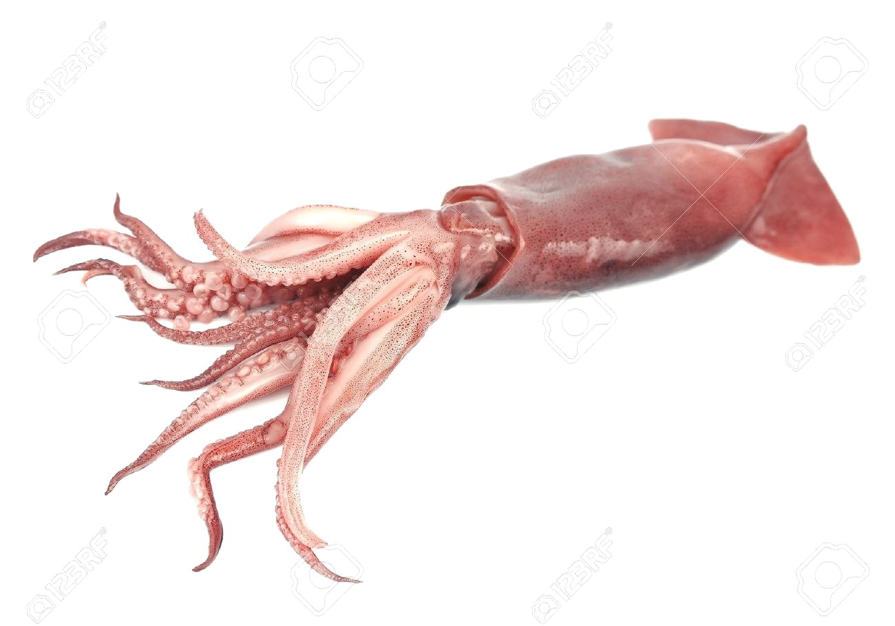 Real Squid прозрачный PNG