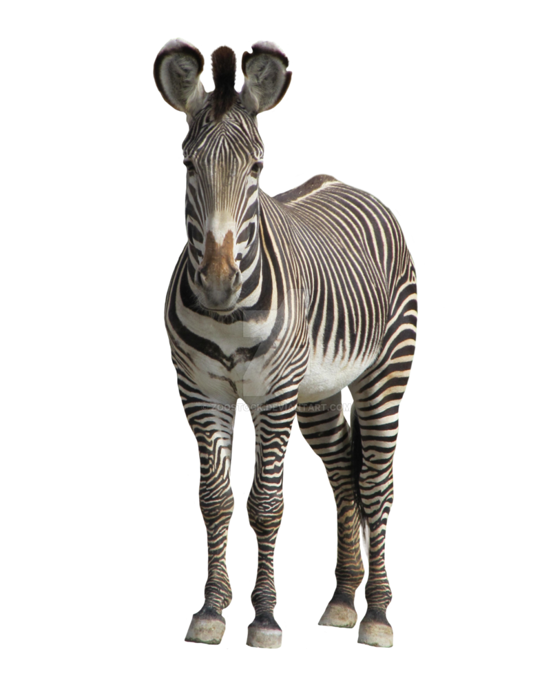 Realistic Zebra Фон PNG Image