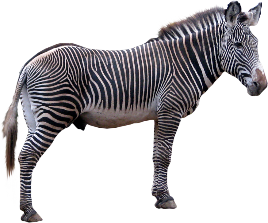Realistic Zebra baixar grátis png