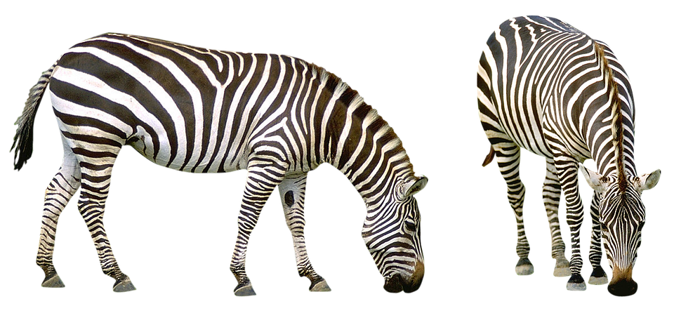 Realistic Zebra PNG Foto