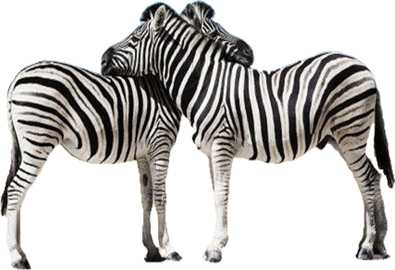 File transparan zebra realistis