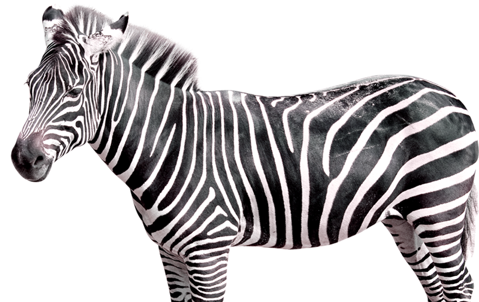 Realistic Zebra transparan PNG gratis