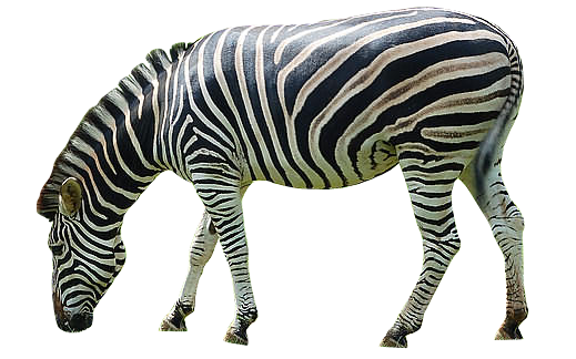 Realistic Imagem Transparente de zebra.