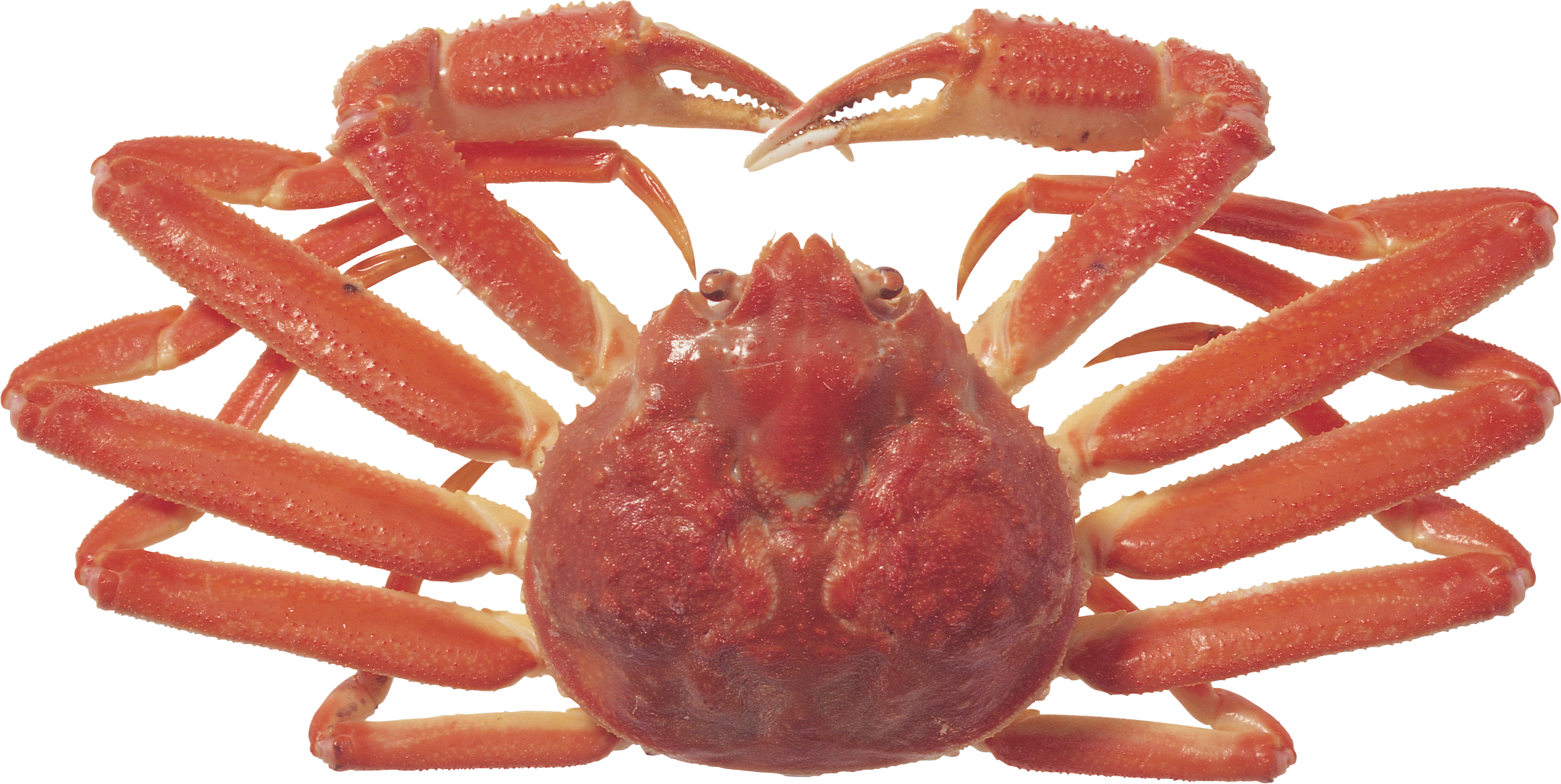 Reelle Crabe Transparentes Fond PNG