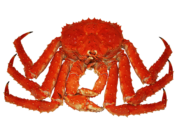 Reelle Crabe Transparentes Image