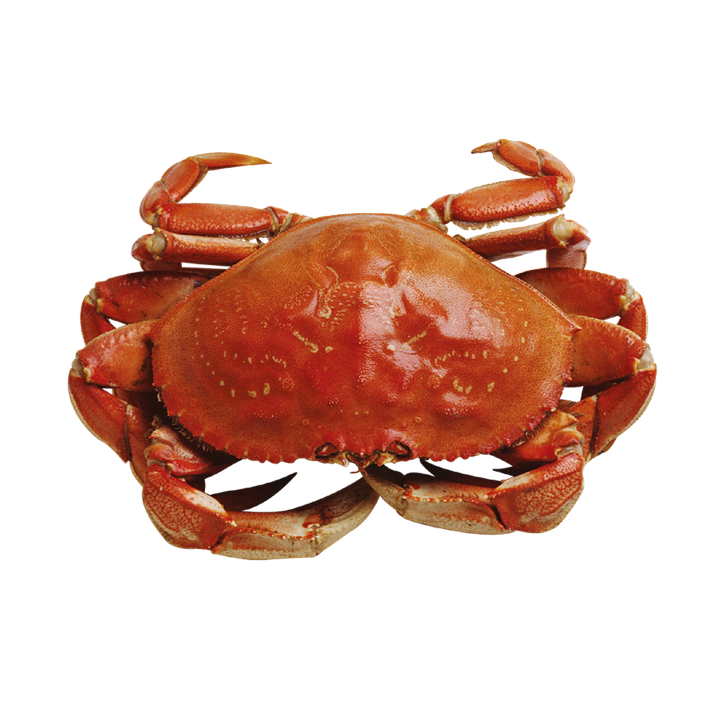 Reelle Crabe Transparentes PNG De Fichier