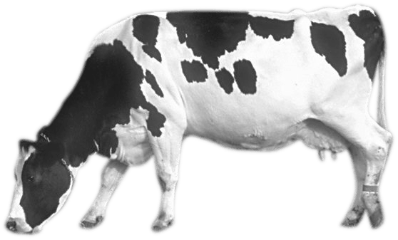 Reelle Vache Transparentes PNG