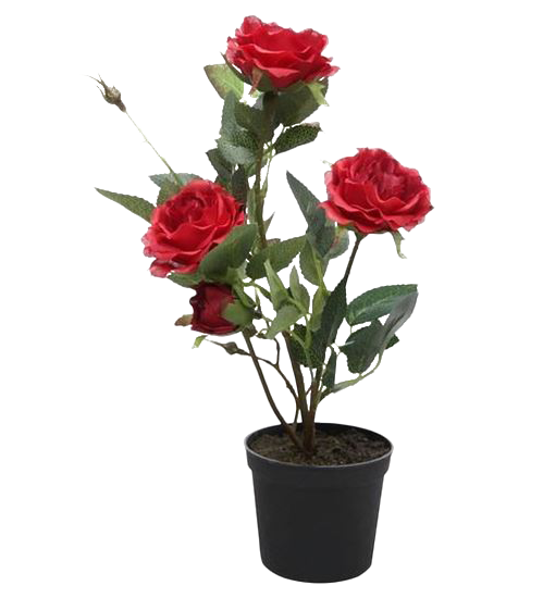 Rose PNG Clipart Background