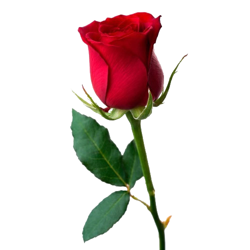 Rose PNG Images HD