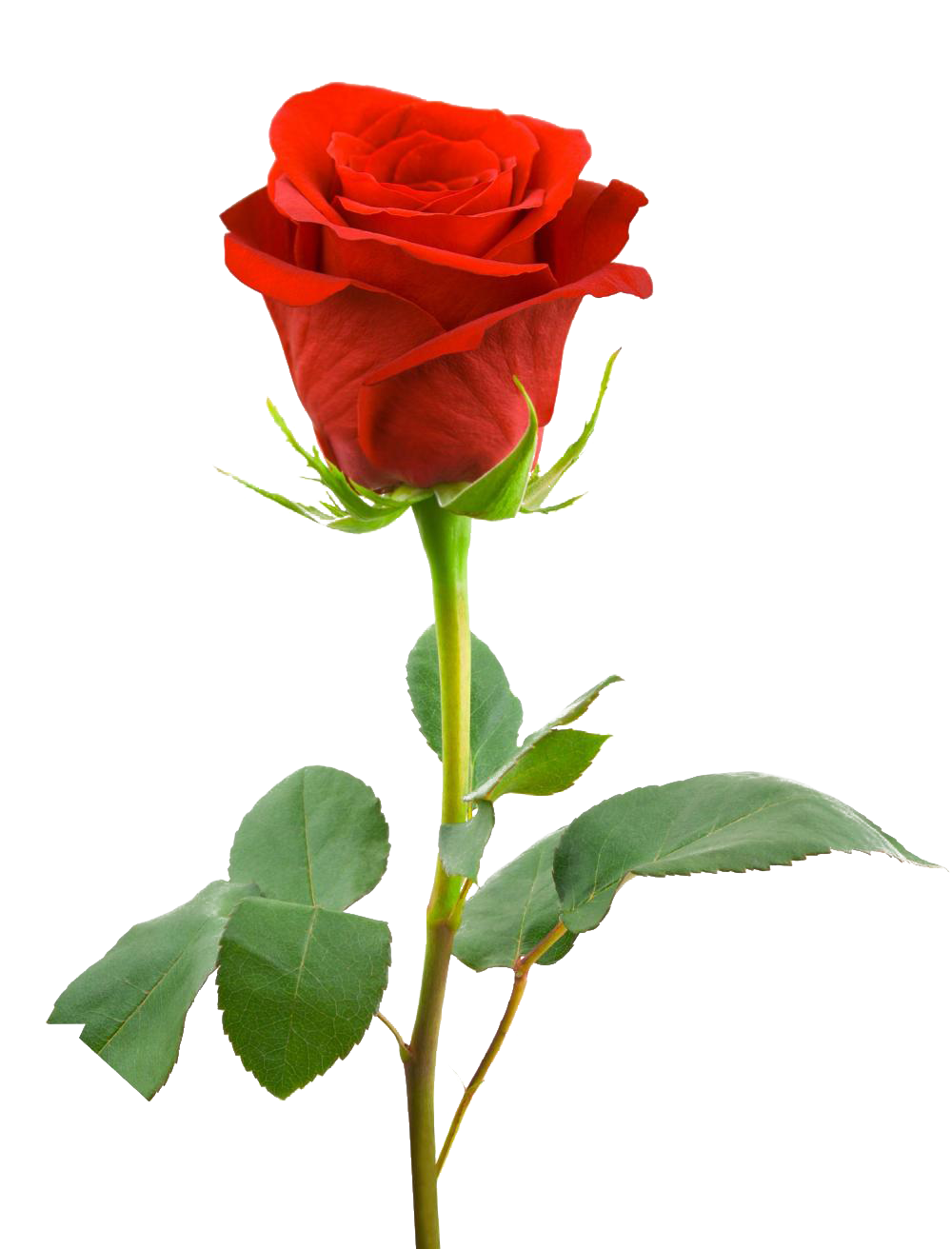Rose PNG Pic Background