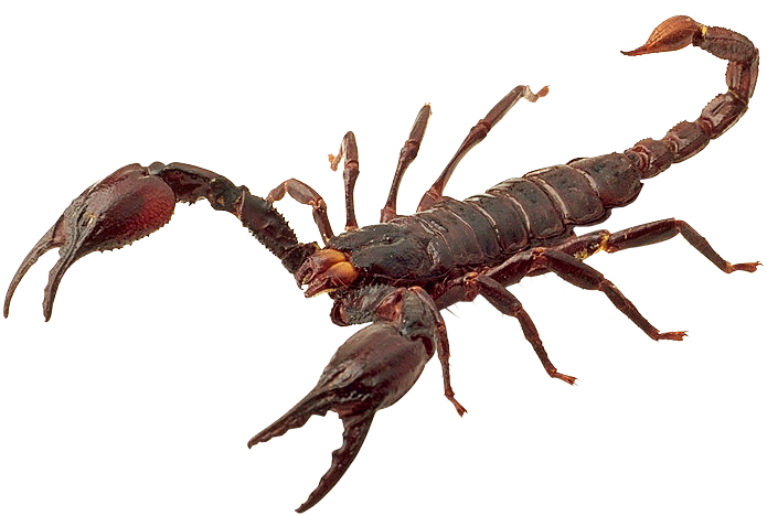 Scorpion PNG Images HD