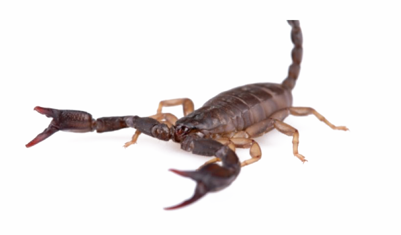 Scorpion Transparent File