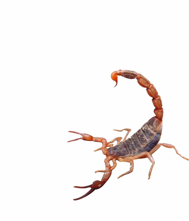 Scorpion Transparent Images