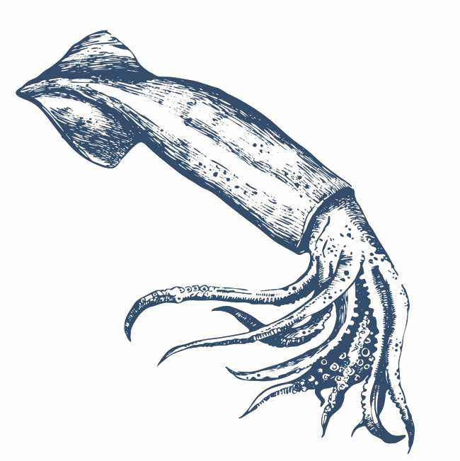Squid Imagen PNG de fondo