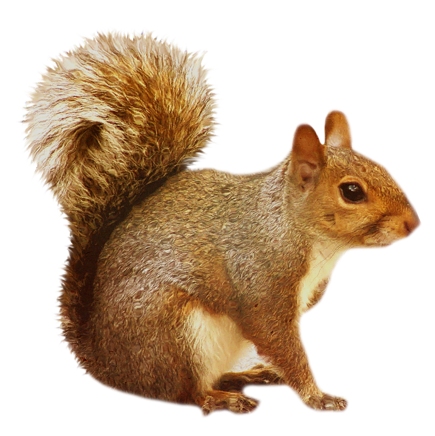 Squirrel Background PNG