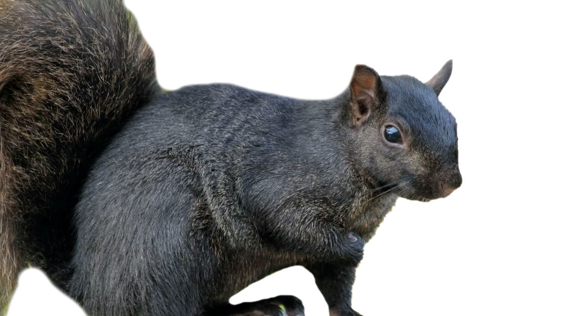 Squirrel Background PNG Image