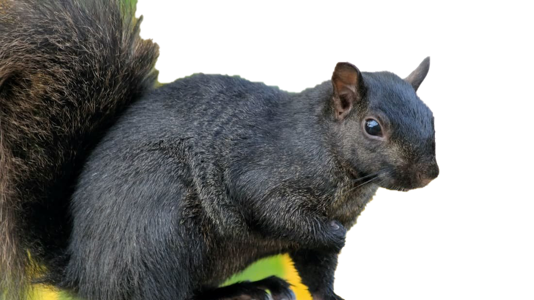 Squirrel Background PNG Image