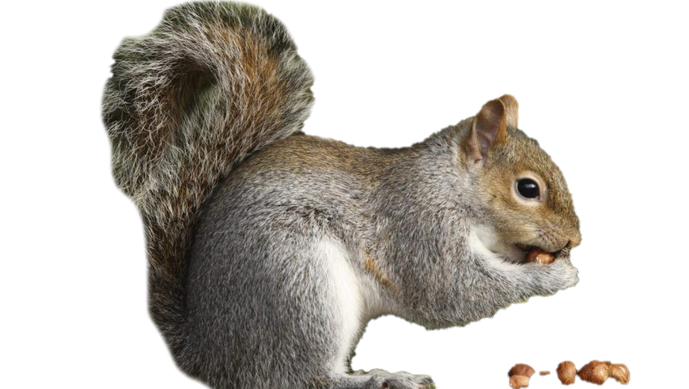 Squirrel Free PNG