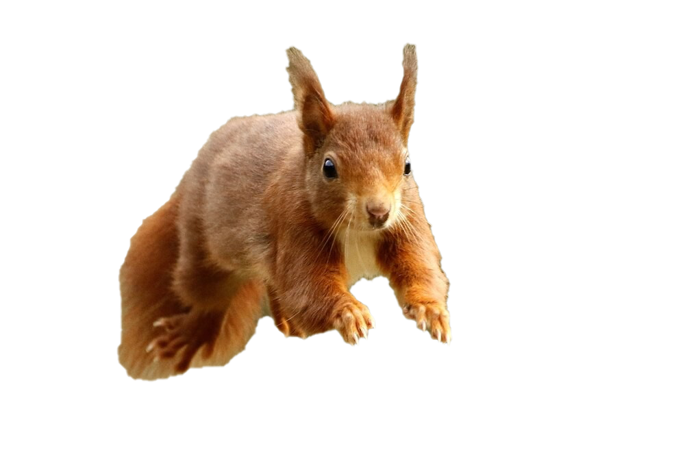 Squirrel PNG Clipart Background