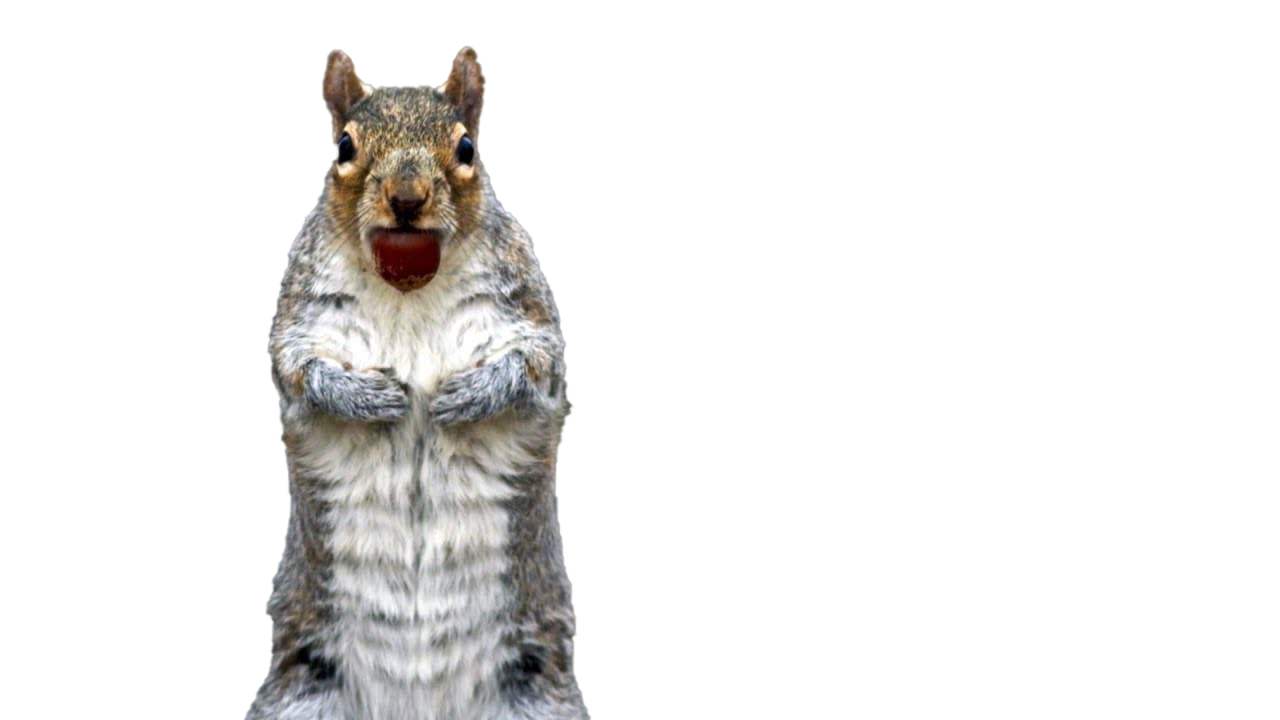 Squirrel PNG Free File Download