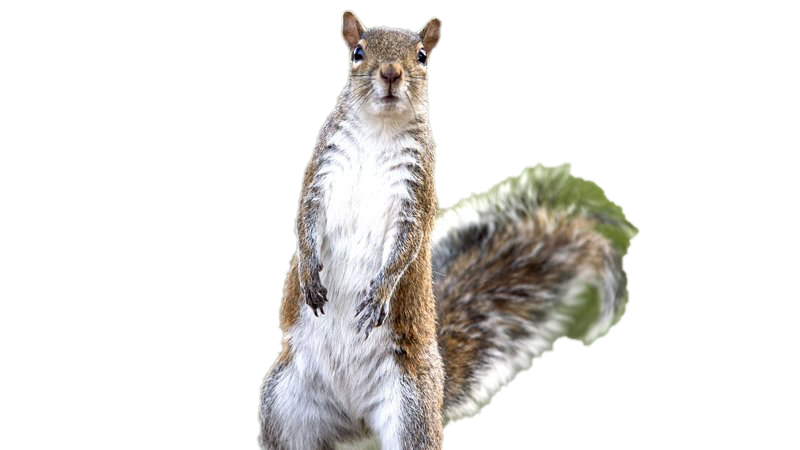 Squirrel PNG Images HD