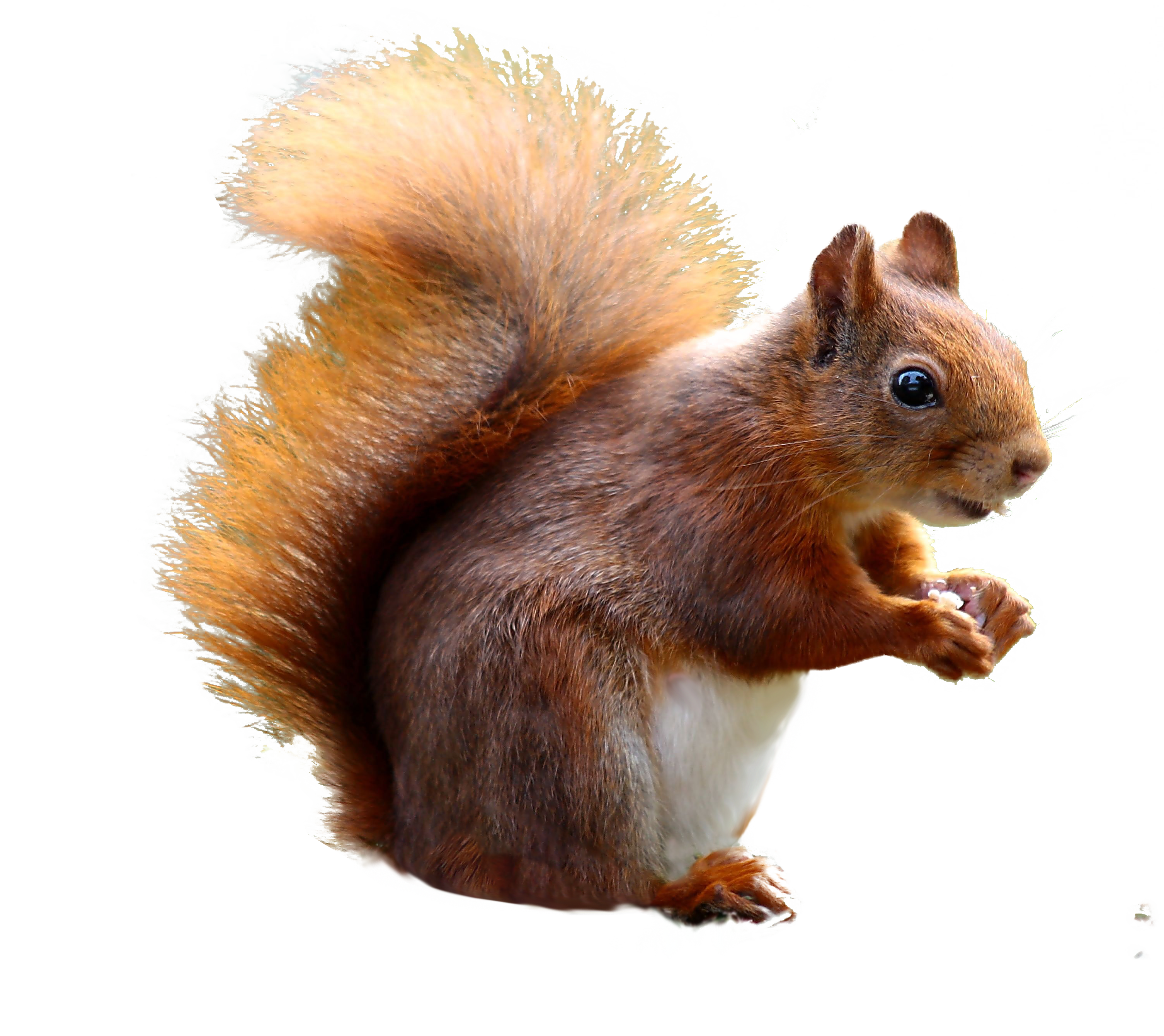 Squirrel PNG Photo Image