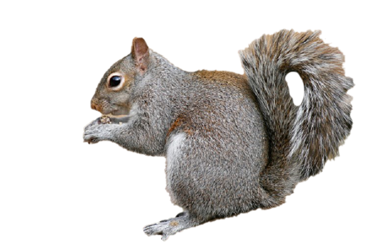 Squirrel Transparent Images