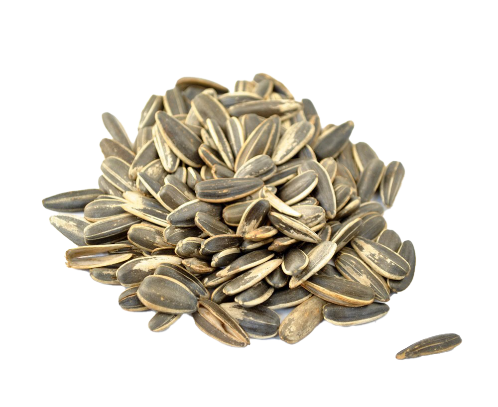 Sunflower Seeds PNG HD Quality