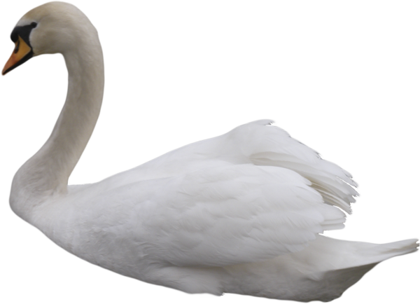Swan Free PNG