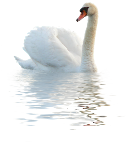 Swan No Background