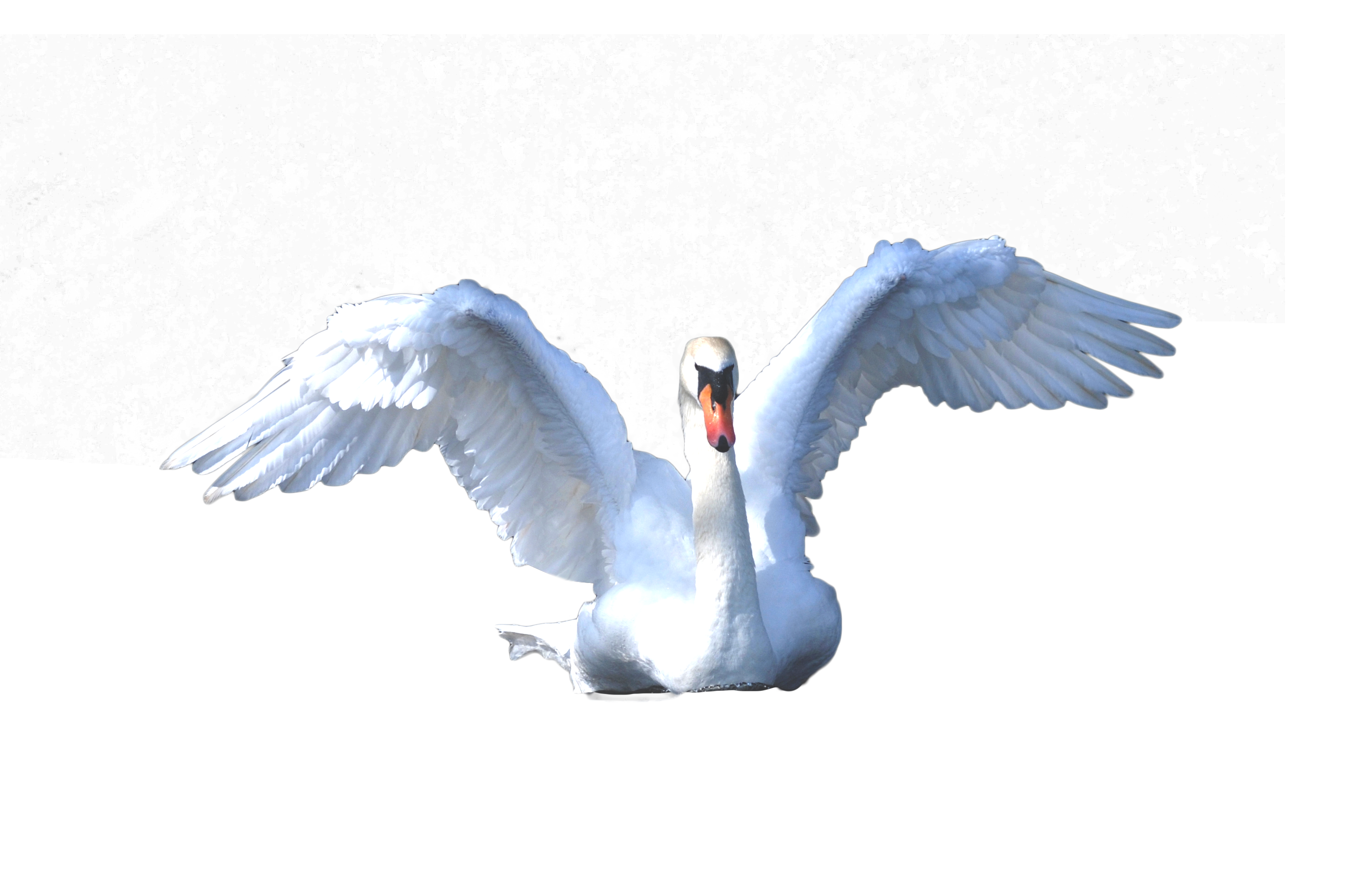 Swan PNG Images HD