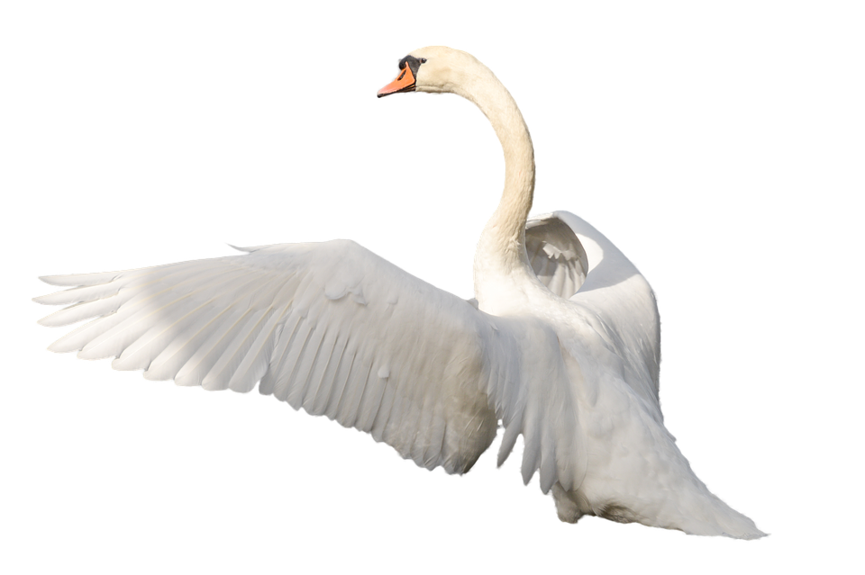 Swan PNG Photo Image