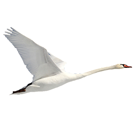 Swan PNG Pic Background