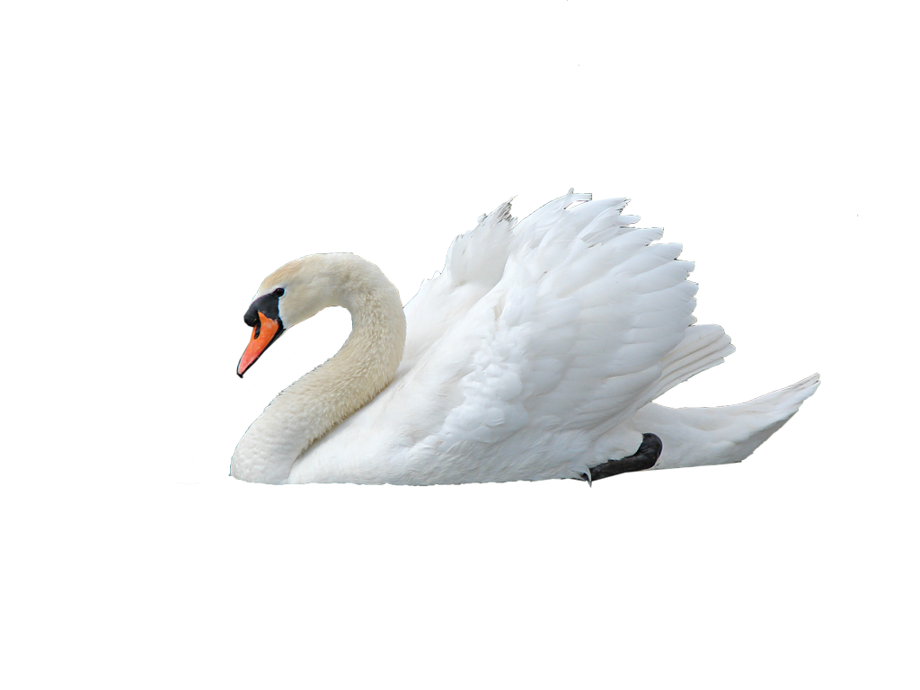 Swan Transparent Image