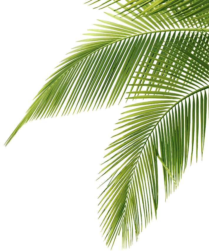 Tropical Palm Дерево фон PNG