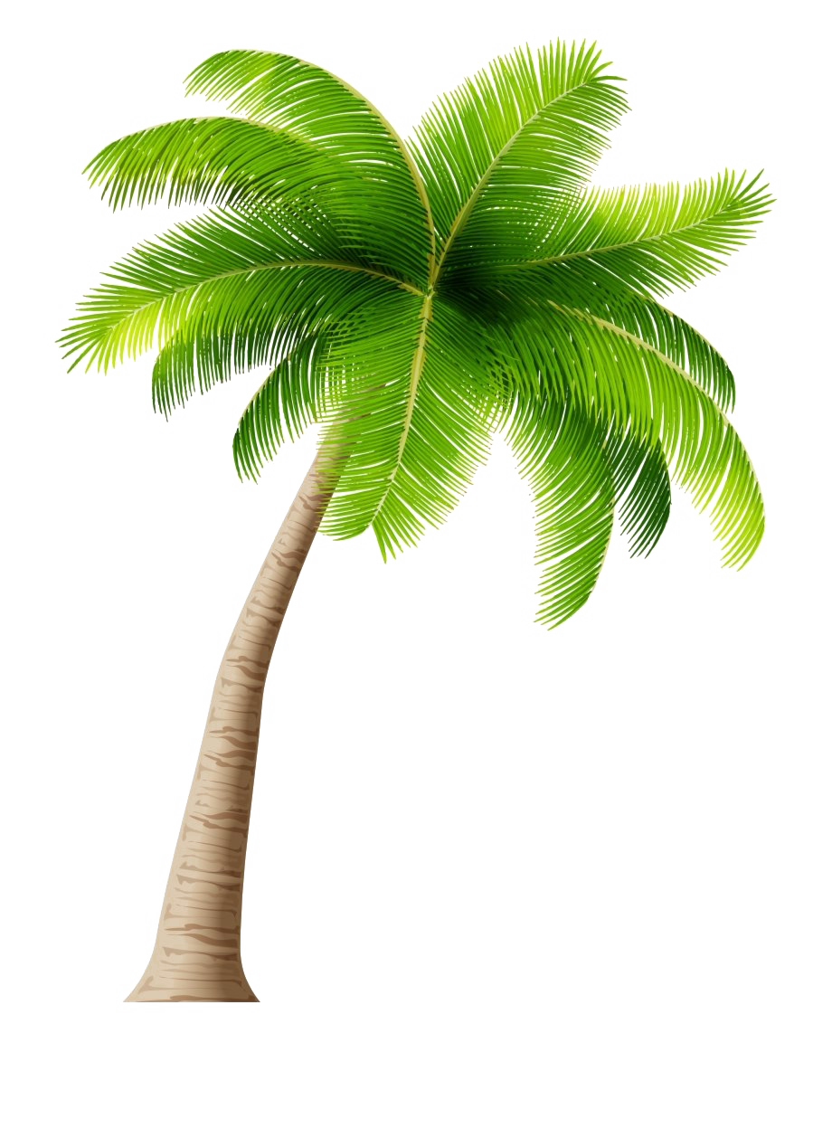 Tropical Palm Tree Download Free PNG